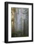 Redwood Trees in Morning Fog with Sunrays-Terry Eggers-Framed Photographic Print