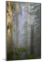 Redwood Trees in Morning Fog with Sunrays-Terry Eggers-Mounted Photographic Print