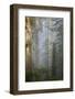 Redwood Trees in Morning Fog with Sunrays-Terry Eggers-Framed Premium Photographic Print