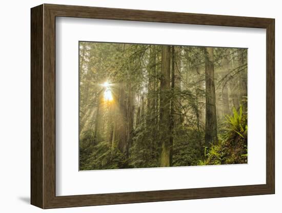 Redwood Trees in Morning Fog with Sunrays-Terry Eggers-Framed Photographic Print