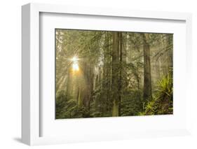 Redwood Trees in Morning Fog with Sunrays-Terry Eggers-Framed Photographic Print