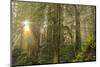 Redwood Trees in Morning Fog with Sunrays-Terry Eggers-Mounted Photographic Print