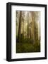 Redwood Trees in Morning Fog with Sunrays-Terry Eggers-Framed Photographic Print