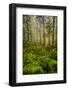 Redwood Trees in Morning Fog with Sunrays-Terry Eggers-Framed Photographic Print