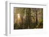 Redwood Trees in Morning Fog with Sunrays-Terry Eggers-Framed Photographic Print