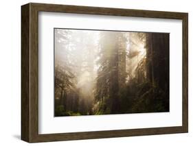 Redwood Trees in Morning Fog with Sunrays-Terry Eggers-Framed Photographic Print