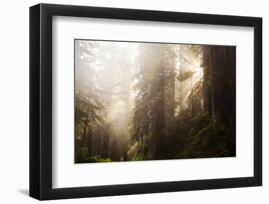 Redwood Trees in Morning Fog with Sunrays-Terry Eggers-Framed Photographic Print