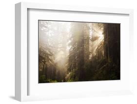 Redwood Trees in Morning Fog with Sunrays-Terry Eggers-Framed Photographic Print