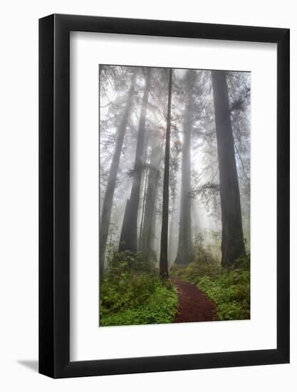 Redwood Trees in Morning Fog with Sunrays-Terry Eggers-Framed Photographic Print