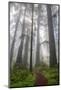 Redwood Trees in Morning Fog with Sunrays-Terry Eggers-Mounted Photographic Print