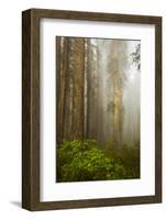 Redwood Trees in Morning Fog with Sunrays-Terry Eggers-Framed Photographic Print