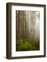 Redwood Trees in Morning Fog with Sunrays-Terry Eggers-Framed Photographic Print