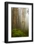 Redwood Trees in Morning Fog with Sunrays-Terry Eggers-Framed Photographic Print