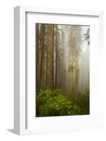 Redwood Trees in Morning Fog with Sunrays-Terry Eggers-Framed Photographic Print