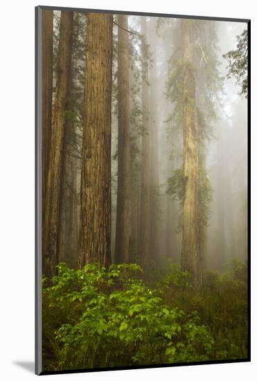 Redwood Trees in Morning Fog with Sunrays-Terry Eggers-Mounted Photographic Print