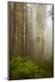 Redwood Trees in Morning Fog with Sunrays-Terry Eggers-Mounted Photographic Print