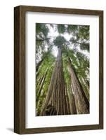 Redwood Trees in Morning Fog with Sunrays-Terry Eggers-Framed Photographic Print