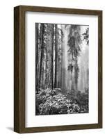 Redwood Trees in Morning Fog with Sunrays-Terry Eggers-Framed Photographic Print