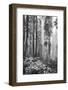 Redwood Trees in Morning Fog with Sunrays-Terry Eggers-Framed Photographic Print