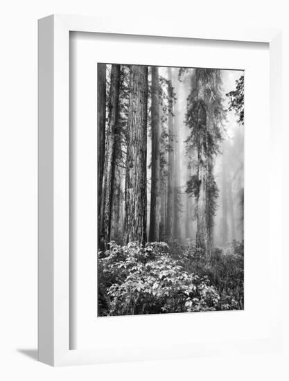 Redwood Trees in Morning Fog with Sunrays-Terry Eggers-Framed Photographic Print