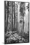 Redwood Trees in Morning Fog with Sunrays-Terry Eggers-Mounted Photographic Print