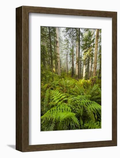 Redwood Trees in Morning Fog with Sunrays-Terry Eggers-Framed Photographic Print