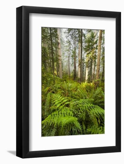 Redwood Trees in Morning Fog with Sunrays-Terry Eggers-Framed Photographic Print