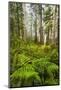 Redwood Trees in Morning Fog with Sunrays-Terry Eggers-Mounted Photographic Print