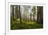 Redwood Trees in Morning Fog with Sunrays-Terry Eggers-Framed Photographic Print