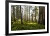 Redwood Trees in Morning Fog with Sunrays-Terry Eggers-Framed Photographic Print