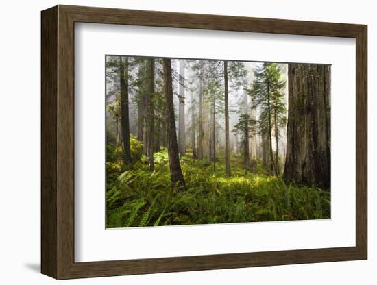 Redwood Trees in Morning Fog with Sunrays-Terry Eggers-Framed Photographic Print