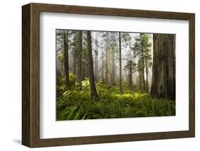 Redwood Trees in Morning Fog with Sunrays-Terry Eggers-Framed Photographic Print