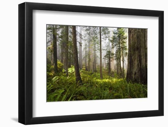 Redwood Trees in Morning Fog with Sunrays-Terry Eggers-Framed Photographic Print