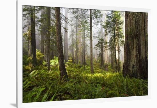 Redwood Trees in Morning Fog with Sunrays-Terry Eggers-Framed Photographic Print