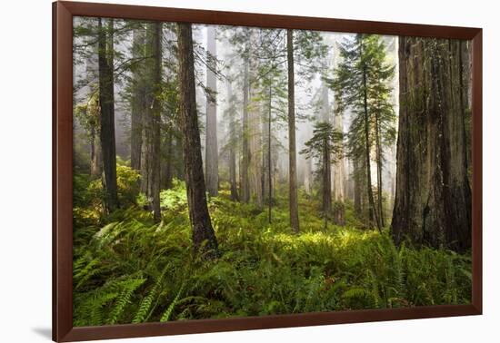 Redwood Trees in Morning Fog with Sunrays-Terry Eggers-Framed Photographic Print