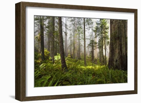 Redwood Trees in Morning Fog with Sunrays-Terry Eggers-Framed Photographic Print