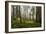 Redwood Trees in Morning Fog with Sunrays-Terry Eggers-Framed Photographic Print