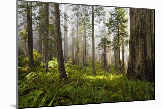 Redwood Trees in Morning Fog with Sunrays-Terry Eggers-Mounted Photographic Print