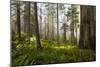 Redwood Trees in Morning Fog with Sunrays-Terry Eggers-Mounted Photographic Print