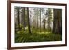 Redwood Trees in Morning Fog with Sunrays-Terry Eggers-Framed Photographic Print