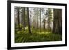 Redwood Trees in Morning Fog with Sunrays-Terry Eggers-Framed Photographic Print