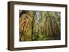 Redwood Trees in Morning Fog with Sunrays-Terry Eggers-Framed Photographic Print