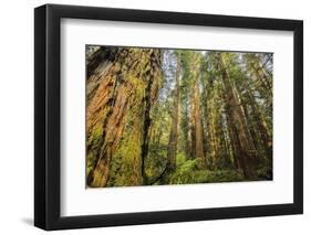 Redwood Trees in Morning Fog with Sunrays-Terry Eggers-Framed Photographic Print