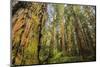 Redwood Trees in Morning Fog with Sunrays-Terry Eggers-Mounted Photographic Print