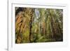 Redwood Trees in Morning Fog with Sunrays-Terry Eggers-Framed Photographic Print