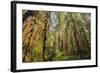 Redwood Trees in Morning Fog with Sunrays-Terry Eggers-Framed Photographic Print