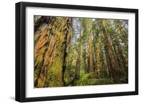 Redwood Trees in Morning Fog with Sunrays-Terry Eggers-Framed Photographic Print