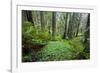 Redwood Trees in Morning Fog with Sunrays-Terry Eggers-Framed Photographic Print