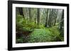 Redwood Trees in Morning Fog with Sunrays-Terry Eggers-Framed Photographic Print