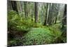 Redwood Trees in Morning Fog with Sunrays-Terry Eggers-Mounted Photographic Print